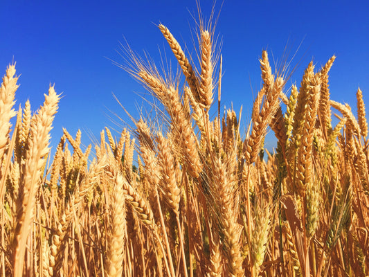 A golden wheat field against a blue sky